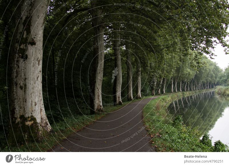 Schattenspender: Allee am See Bäume Idylle Ufer Grün Natur Wasser Landschaft ruhig Reflexion & Spiegelung Wasseroberfläche Außenaufnahme Menschenleer Wald Ruhe