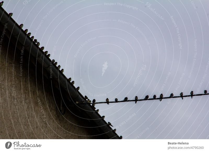 ... alle Vögel sind schon da ... Versammlung von Vögeln auf Dachkandel und Stromleitung Vogel Vogelschar Natur Himmel Schwarm Tiergruppe Bewegung Außenaufnahme