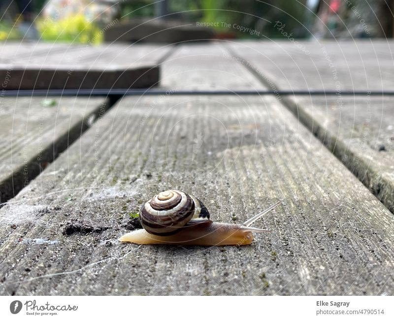 Bänderschnecke- nützlicher Gartenhelfer... bänderschnecke Schneckenhaus Makroaufnahme Fühler schleimig langsam Natur Nahaufnahme Schwache Tiefenschärfe