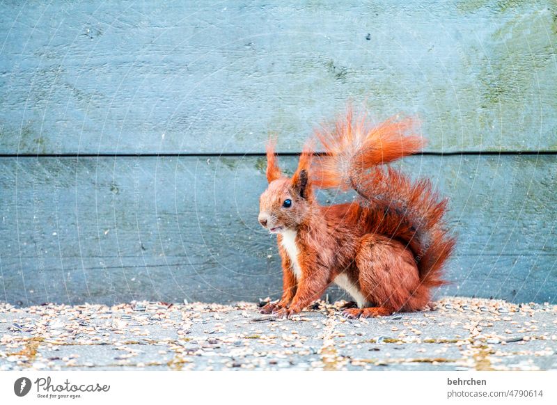 neugierig Tiergesicht Tierporträt Farbfoto Tierliebe niedlich Eichhörnchen beobachten Neugier Außenaufnahme Menschenleer Garten frech klein lustig Wildtier Fell