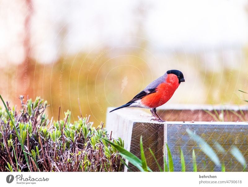 ein pfaff macht baff;) Umwelt Vögel füttern niedlich Garten Tier Farbfoto Jahreszeiten hübsch Tierliebe Außenaufnahme Vogel Natur Feder Singvögel Menschenleer