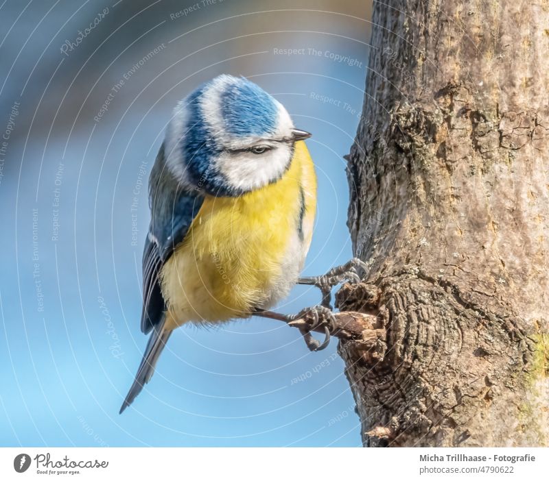 Blaumeise im Sonnenschein Cyanistes caeruleus Meisen Kopf Auge Schnabel Flügel Feder gefiedert Krallen Tiergesicht Vogel Wildtier Himmel Sonnenlicht Baum