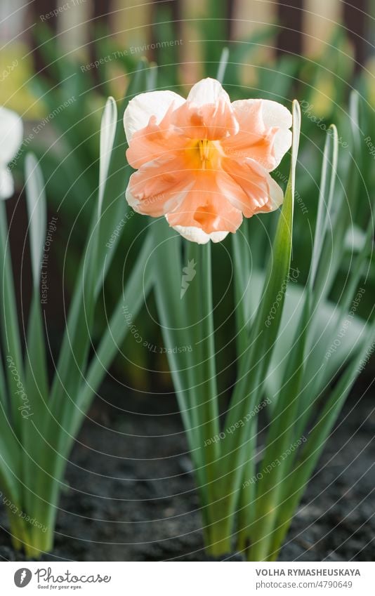 Schöne Narzisse Split Corona Apricot Whirl blüht im Frühjahr im Garten Knolle Flora Blume Natur Blütezeit Nahaufnahme im Freien Pflanze Frühling Korona