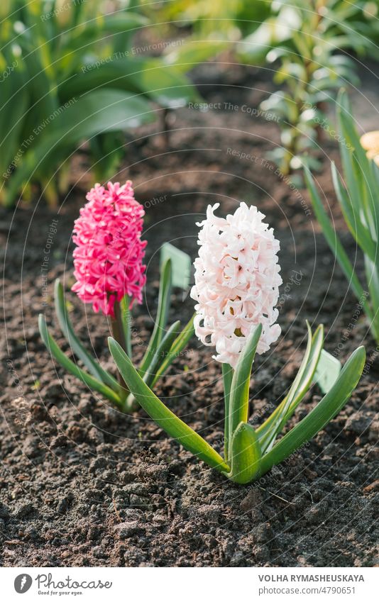 Schöne, leuchtende Hyazinthen blühen im Frühling im Garten Blume grün Blatt Natur rosa Blütenblatt botanisch Schönheit Feld geblümt schön im Freien Pflanze