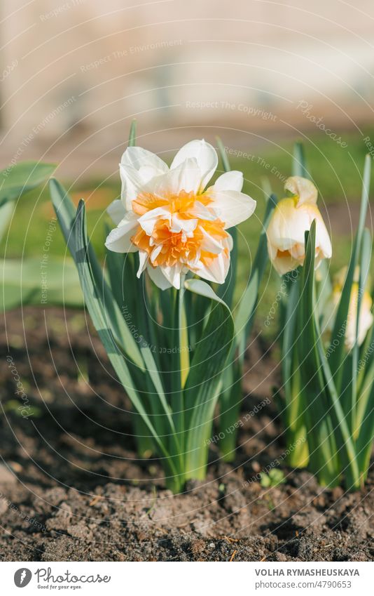 Schöne Frottee-Narzisse Manly blüht im Frühjahr im Garten Blume weiß grün Natur Hintergrund Frühling Blütenblatt Gartenarbeit farbenfroh Feld Flora geblümt