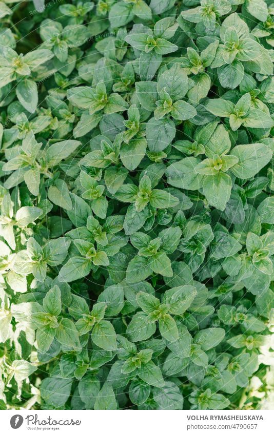 Oregano hellgrüne pelzige neue Blätter (Origanum vulgare). Frischer Oregano wächst im Kräutergarten Sommer natürliches Bio gesundes Essen. Kraut Blatt