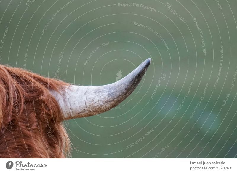 Braunes Kuhhorn, Tiermotive braun Braune Kuh Hupe Hörner Rinderhorn Porträt wild Tierwelt Natur wildes Leben ländlich Wiese Bauernhof Ländliche Szene im Freien