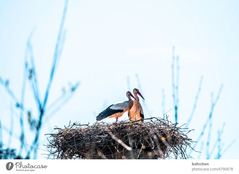 gemeinsam in die gleiche richtung Tierporträt Sonnenlicht Kontrast Außenaufnahme Natur Wildtier Vogel Schnabel Menschenleer Tag Licht Farbfoto Flügel Storch