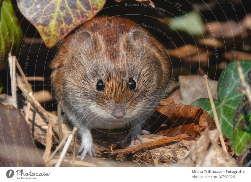 Neugierige Maus Rötelmaus Myodes glareolus Tiergesicht Kopf Auge Nase Maul Ohr Fell beobachten Blick Wildtier Wald Zweige u. Äste Blatt Sonnenlicht