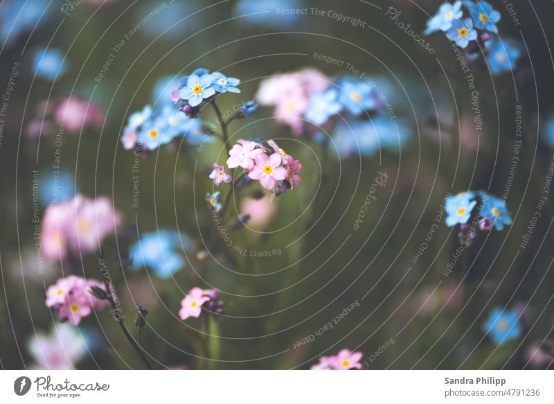 Vergissmeinnicht in rosa und hellblau vor unscharfem Hintergrund Frühling Blume Blüte Pflanze Natur Garten Unschärfe Nahaufnahme schön Außenaufnahme Blühend