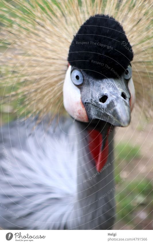 durchdringender Blick - Nahaufnahme eines Kronenkranichs | UT Frühlingslandluft Vogel Tier Tierporträt Farbfoto Außenaufnahme 1 Menschenleer Blick in die Kamera