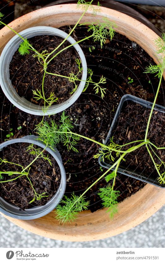 Ganz junge Pflänzchen erwachen frühjahr frühling frühlingserwachen garten kleingarten kleingartenkolonie knospe menschenleer natur pflanze ruhe saison