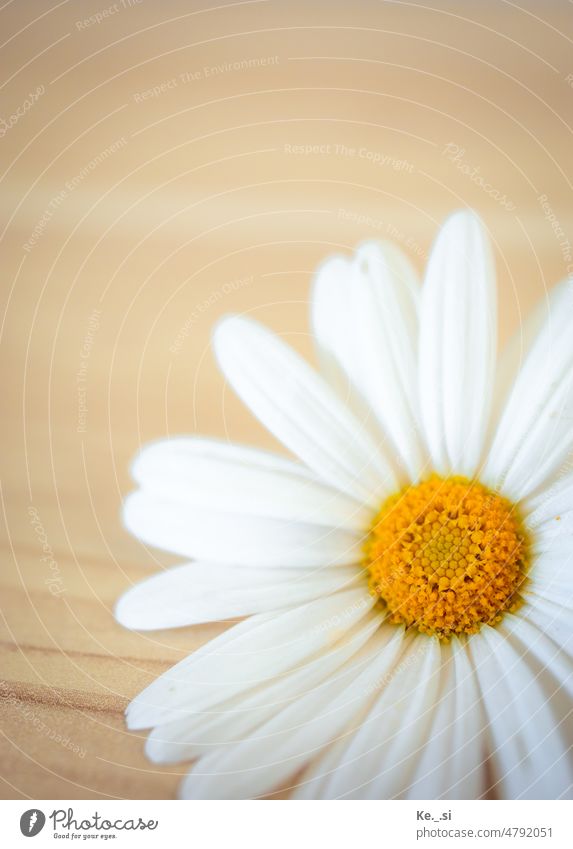 Makroaufnahme der Blüte einer Magarite auf dem Schrank liegend Blütenblatt Magaritten weiß gelb Detailaufnahme Frühling ostern Farbfoto schön Menschenleer Blume