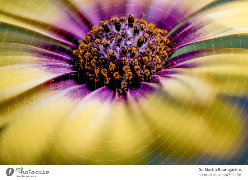 Zuchtform von Osteospermum ecklonis, Bornholmmagerite aus Südafrika Pflanze Blume Sorte Gartenform Auslese Züchtung Kapkörbchen Zwergstrauch immergrün