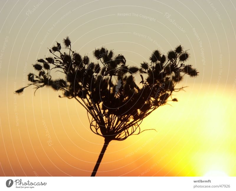 Im letzten Licht Gras Halm Pflanze Sonnenstrahlen Sonnenuntergang Wolken rot gelb grau schwarz Wiese Herbst Oktober Hülse Gegenlicht Farbverlauf Farbübergang