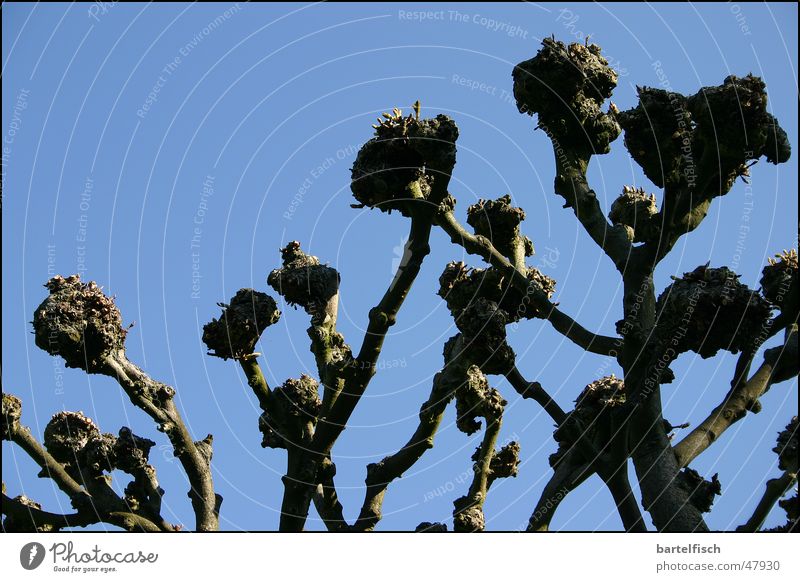 Die Fäuste der Kastanie Faust Frühling beschnitten Baum Kastanienbaum Himmel blau Ast keine blätter