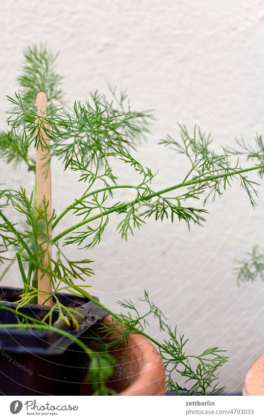 Wachstum abend ast baum dunkel dämmerung erholung erwachen ferien frühjahr frühling frühlingserwachen garten himmel kleingarten kleingartenkolonie knospe