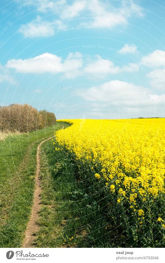 Geschwungene Kante eines blühenden Rapsfeldes unter sommerlich blauem Himmel Landschaft Natur Weg Pfad Richtung Horizont Frühling Sommer schönes Wetter