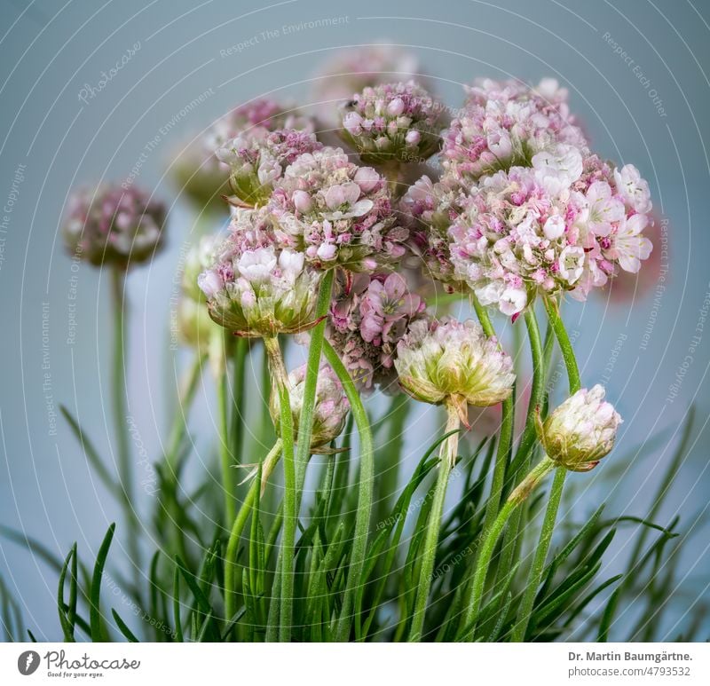 Strandgrasnelke (Armeria maritima), auch Gewöhnliche Grasnelke genannt, gehört zu den Bleiwurzgewächsen (Plumbaginaceae) auf Salzwiesen salztolerant keine Nelke