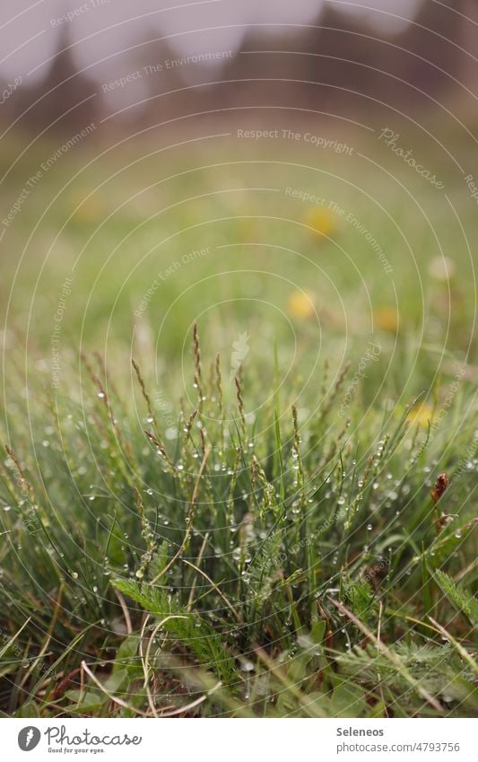 Morgentau Natur Außenaufnahme Gras grasgrün Grasbüschel Graswiese Tau Wiese Umwelt Menschenleer Pflanze Farbfoto Frühling Detailaufnahme Regentropfen Tropfen