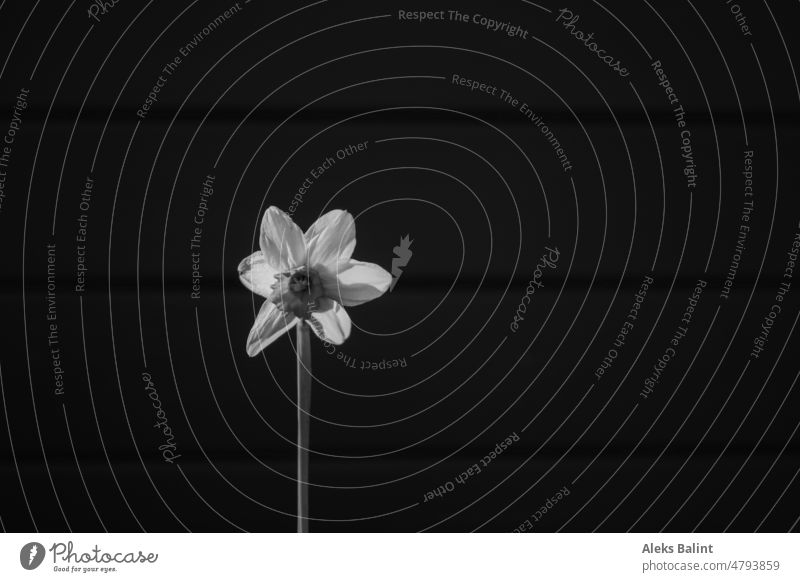 Eine Narzisse vor einer Wand in schwarzweiß. Narzissen Blühend Natur Blüte Frühling Frühblüher Menschenleer Blume Frühlingsgefühle Frühlingsblume Außenaufnahme