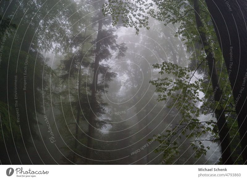 Wald bäume im nebel Bäume Nebel Natur Baum Umwelt Menschenleer Außenaufnahme grün kalt geheimnisvoll Jahreszeiten