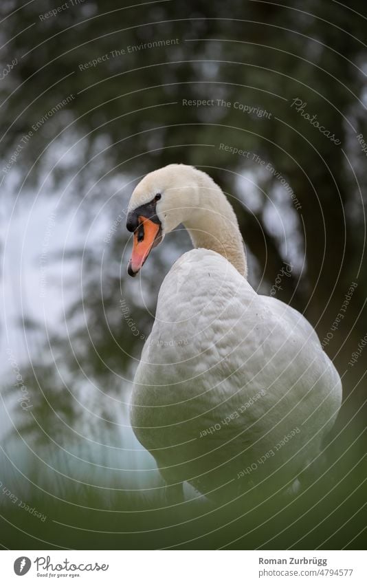 Ein Schwan steht auf einer Wiese am See und blickt nach hinten. Wasservogel Vogel Tier weiß Natur Hals Schnabel Außenaufnahme Blick Blick zurück ästhetisch