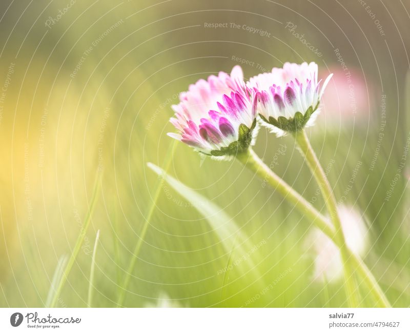 ein Paar Gänseblümchen Bellis perennis Frühling Natur Blume Blüte Blühend Pflanze Schwache Tiefenschärfe Nahaufnahme Frühlingsgefühle Makroaufnahme natürlich