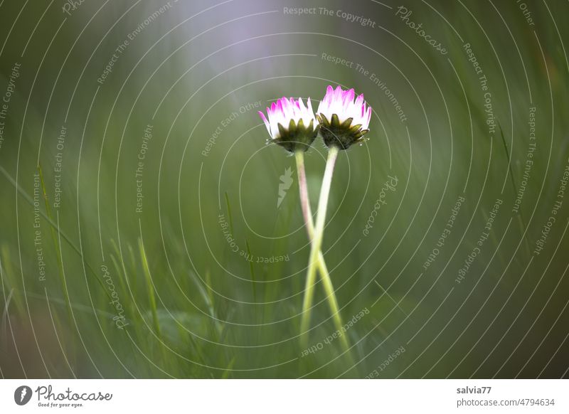 Verbundenheit Bellis perennis Gänseblümchen Paar 2 Blüte Blume Frühling Pflanze Blühend Natur Wiese Gras grün weiß Schwache Tiefenschärfe Garten