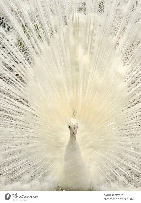 Pfau Menschenleer Tierwelt gefiedert federleicht Vogelbeobachtung weißer Pfau verdeckte Federn extravaganter Schwanz Gefieder Vogelwelt wild Tag Tierporträt