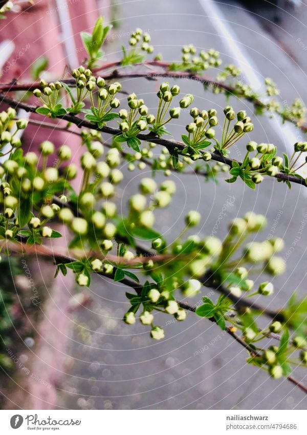 Frühlingsspiere Tag Strauch Außenaufnahme Loch Kletterpflanze bewachsen Natur Ranke Laub Leer Haus Fassade Grünpflanze Busch menschenleer grundstück garten Wand