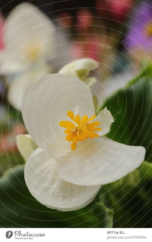 Blüte Begonie wie Eis in weiß blume blüte eis garten pflanzen blumen zart begonie eisbegonie Sommer sommerblume Topfpflanze beetpflanze blumenbeet zierlich