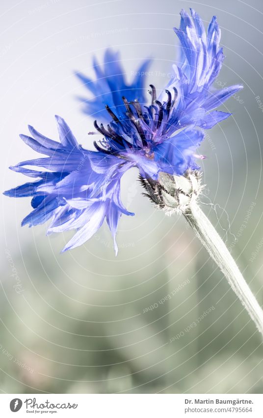 Kornblume (Centaurea cyanus L.), Blütenstand, High-Key-Aufnahme mit stark reduzierten Grüntönen Zyane Korbblütler Asteraceae Compositae Getreideunkraut annuell