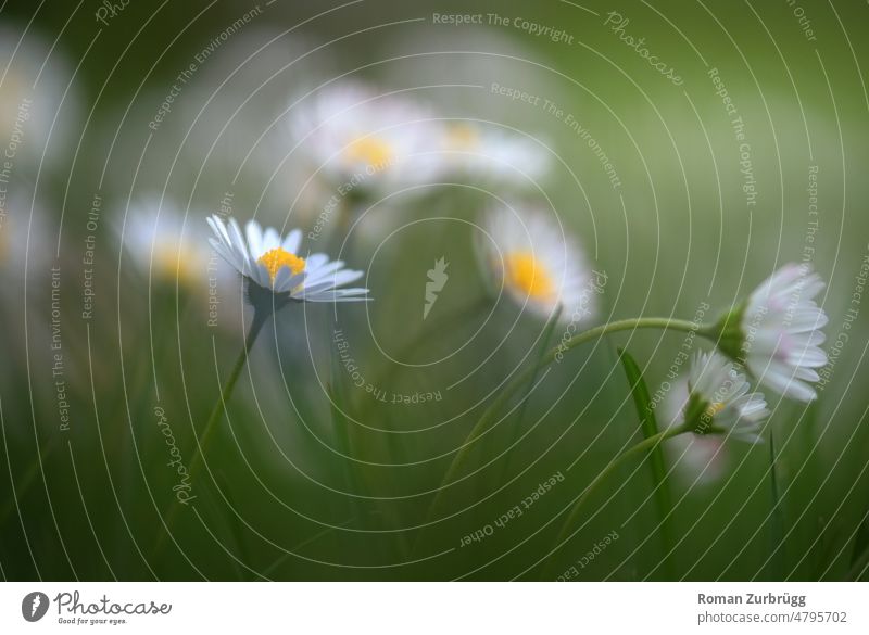 Gänseblümchen in der Wiese Bellis perennis Margeriten Margeritenwiese Gras Blüten weiss gelb grün Pflanze Natur Schwache Tiefenschärfe leucanthemum Frühling