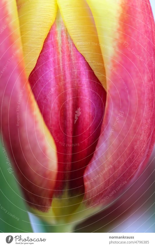 Tulpe tulpe blüte blume blütenkelch frühlingsblume aufblühen frühlingsbote blütenblätter pflanze bunt leuchtend rot gelb detail nahaufnahme natur