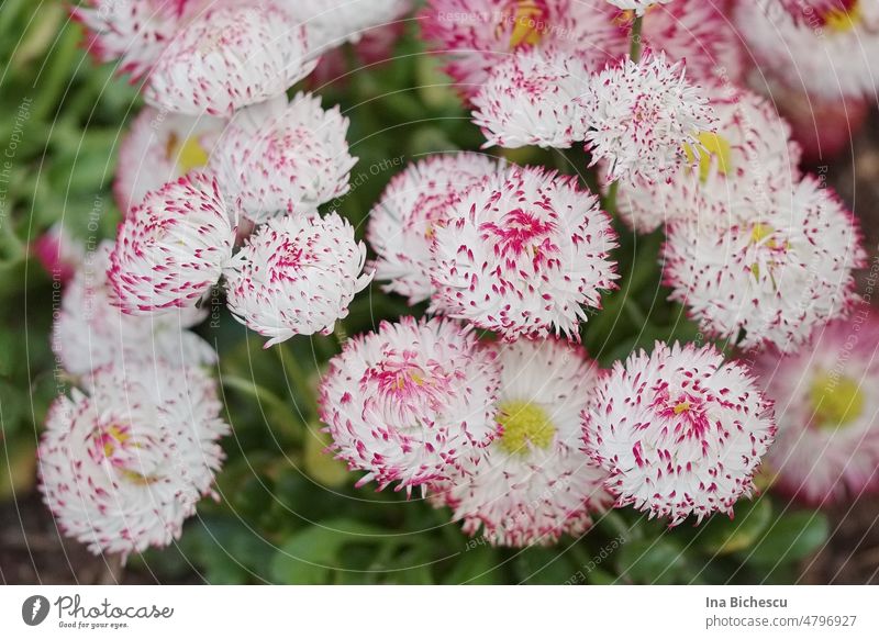 Mehrere Gänseblümchen (Bellis perennis) in weiss-rote Blüten Blätter auf grüne Blättern. Pflanze Blühend Blütezeit Blume Blumen Frühling Garten Natur