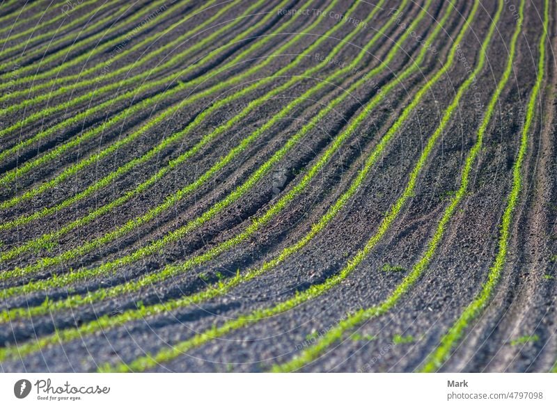 Junge Maispflanzen wachsen auf dem Feld Bauernhof Ackerbau Natur Wachstum Reihe Land grün ländlich Pflanze Ernte Landwirtschaft Lebensmittel Landschaft wachsend