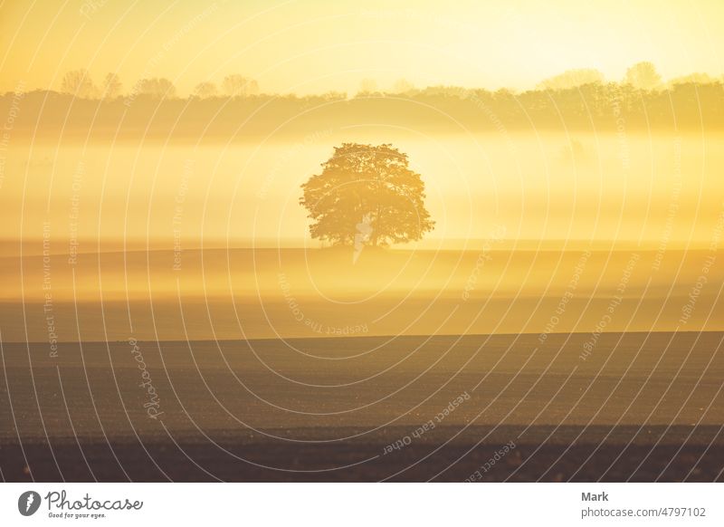 Goldener Sonnenaufgang auf der Wiese mit Bäumen und Morgennebel Baum Herbst Nebel Natur Landschaft golden neblig Morgendämmerung Ungarn schön Sonnenlicht Sommer