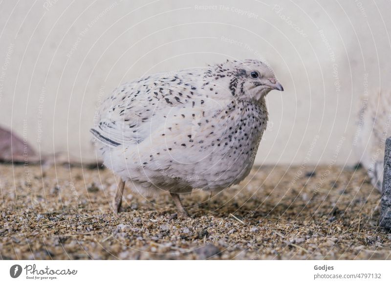 weiß-gescheckte Wachtel läuft durch ihr Gehege Tier Geflügel Vogel Farbfoto Bauernhof Außenaufnahme Natur Nutztier Tierporträt Menschenleer Henne Landwirtschaft