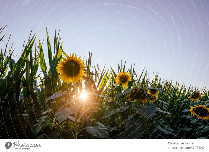 Sonnenblumen vor Maisfeld mit Himmel und Sonnenstern Sonnenblumenfeld Sommer Blume Feld Pflanze gelb Natur Blühend Landschaft Umwelt Blüte Sonnenlicht