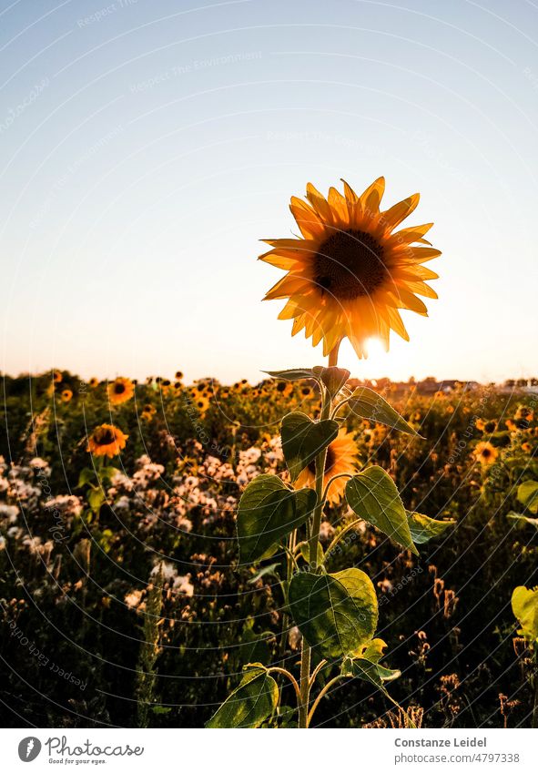 Sonnenblumenfeld mit einzelner Sonnenblumenblüte vor Abendhimmel. Sommer Blume Feld Pflanze gelb Natur Blühend Landschaft Umwelt Blüte Sonnenlicht