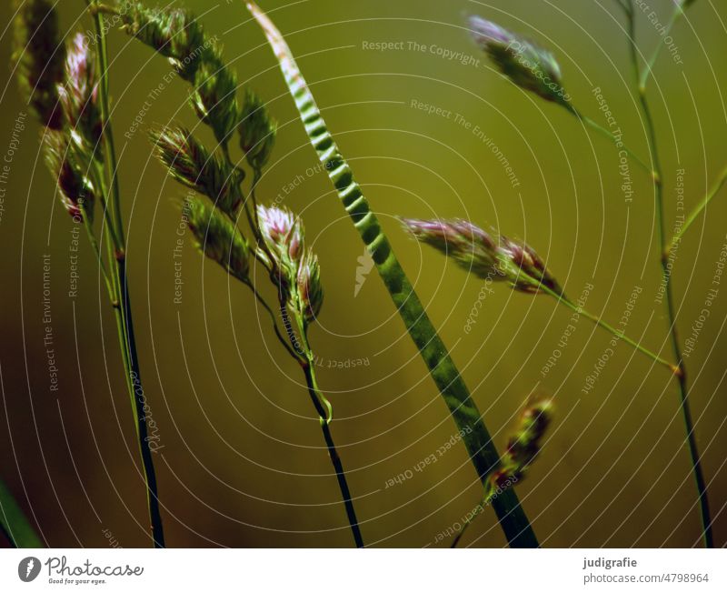 Gras Gräser Ähre Natur Wiese Pflanze Sommer grün natürlich Wildpflanze warm Unkraut wachsen Wachstum schön Umwelt zart weich