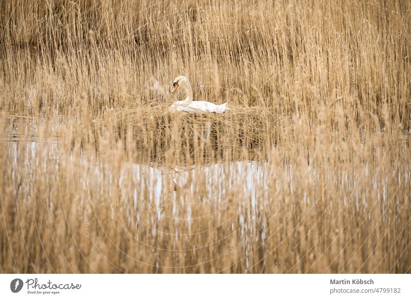 Höckerschwan brütet auf einem Nest im Schilf auf dem Darrs bei Zingst. Wildtiere Schwan Zucht Schilfrohr Darß Wasser Luke Natur Bank brüten Vogelnest Gras grün