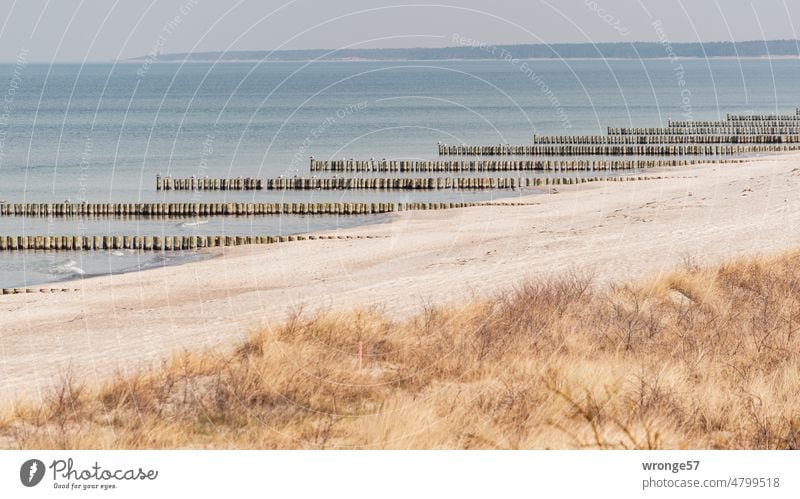 Sandstrand mit Düne und hölzernen Buhnen an der deutschen Ostsee Ostseestrand deutsche Ostsee Küstenschutz Dünengras Holzbuhnen hölzerne Buhnen Strand Meer