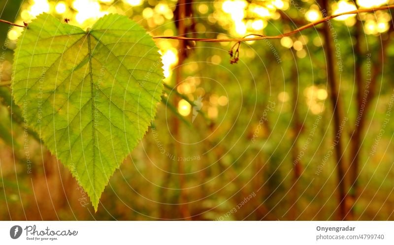 Grüne Blätter vor einem Hintergrund aus Sonnenuntergangslicht Blatt Natur Wachstum Laubwerk Sonnenlicht Frische ganja Licht Morgen Schönheit Botanik Gras