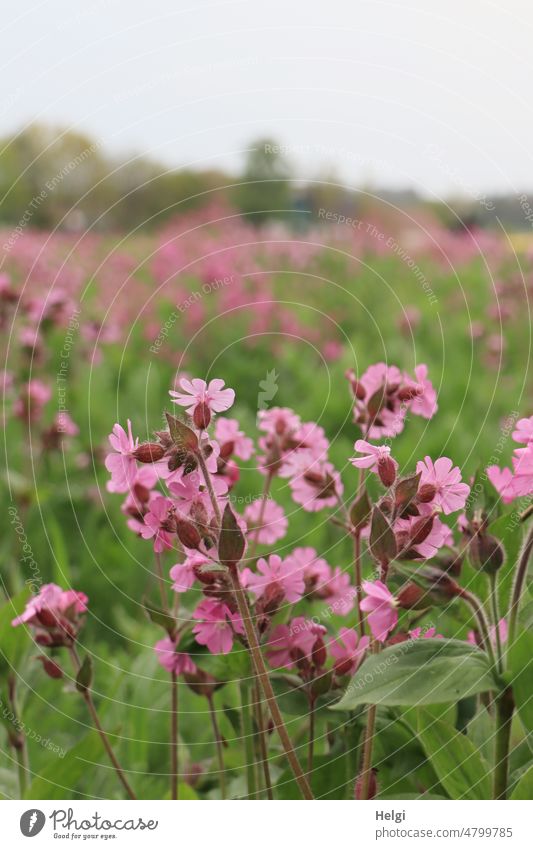 Taglichtnelken auf einer Blühwiese rote Lichtnelke rotes Leimkraut rote Nachtnelke rote Waldnelke Herrgottsblut Blume Blüte Nelkengewächs Frühling blühen