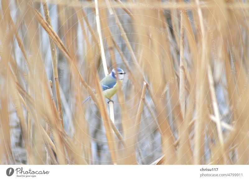 Blaumeise im Schilf Vogel Natur Farbfoto Menschenleer Wildtier Außenaufnahme Tier Tierporträt natürlich Freiheit Tag Ornithologie klein Schilfrohr