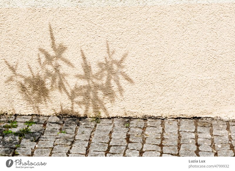 Schatten von Oleanderzweigen an Fassade und Kopfsteinpflaster Zweige Rauhputz grün hell Frühling Frühlingssonne Pflaster Pflastersteine Wege & Pfade zuhause