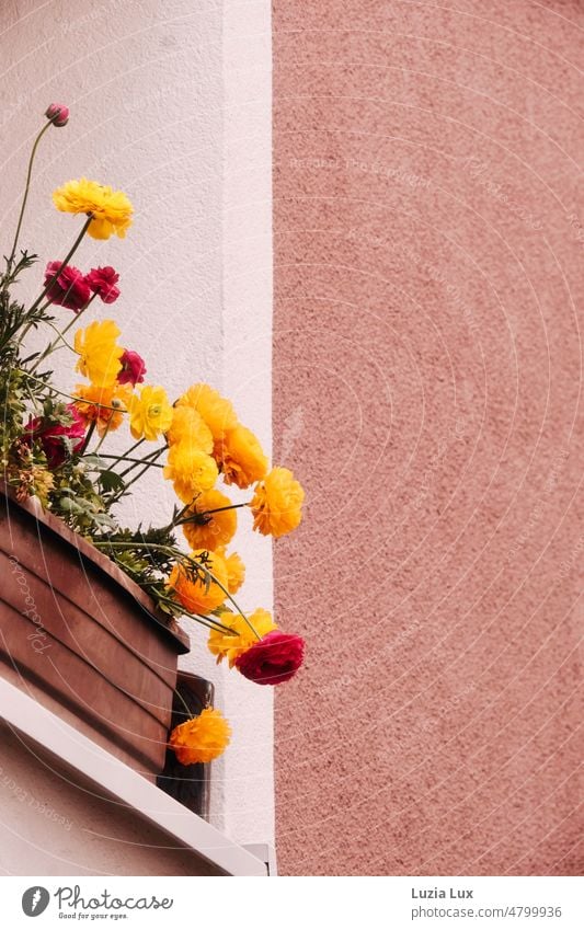 Studentenblumen rot und gelb, vor dem Fenster Blüten Blumen blühen blühend Tageslicht Frühlingsblumen zarte Blüten Blütezeit Häusliches Leben hell sonnig