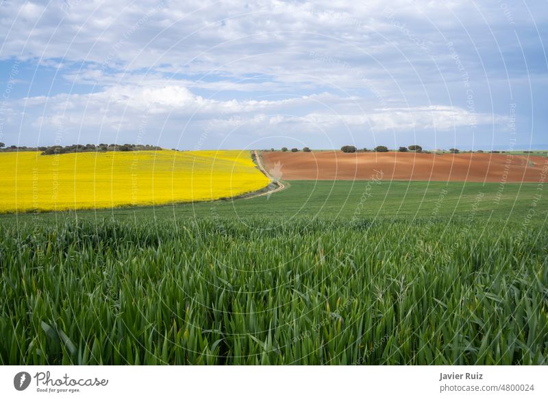 verschiedene Kulturen unter einem wolkenverhangenen Himmel, grüne Getreidefelder, gelber Rapsanbau und eine braune Brache, drei Farben der Erde im Frühling